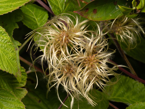 virgin's-bower