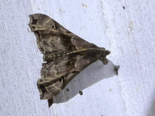 Faint-spotted Palthis Moth