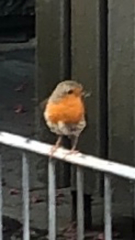 Erithacus rubecula