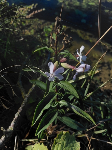common soapwort