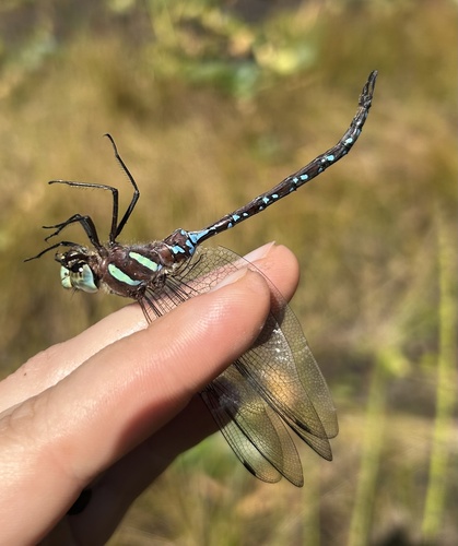 Black-tipped Darner