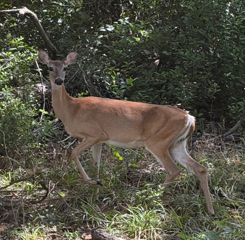 White-tailed Deer