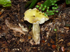 Tricholoma viridiolivaceum