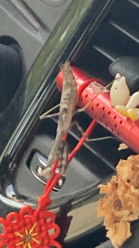 Carolina Mantis
