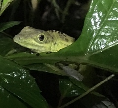 Anolis fraseri
