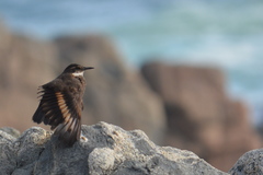 Cinclodes nigrofumosus