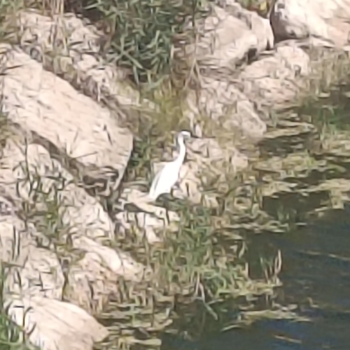 Little Egret