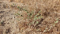 Acmispon argophyllus argophyllus