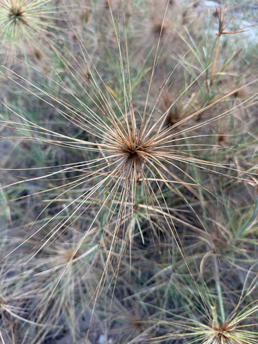 Spinifex littoreus observed 2026-09-15