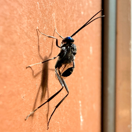 Blue-eyed Ensign Wasp photo 6