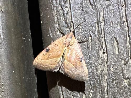 Wedgling Moth