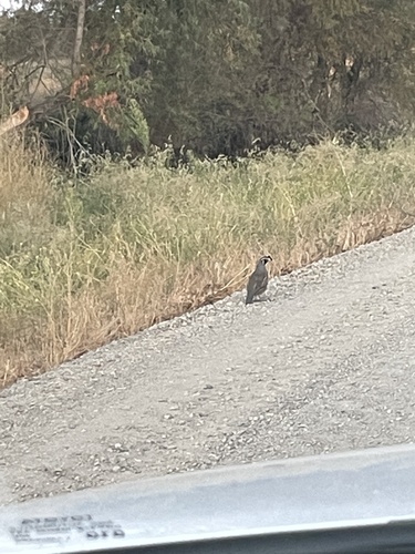California Quail