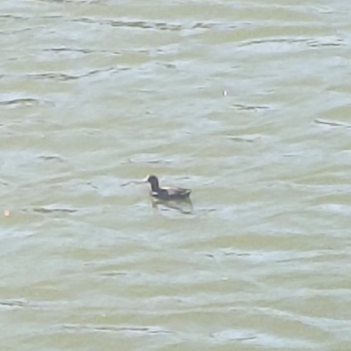 Eurasian Coot