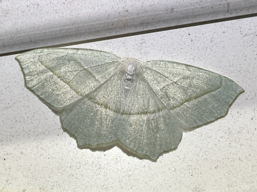 Pale Beauty
