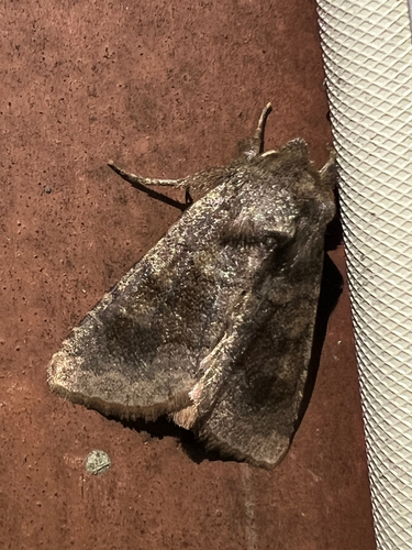 Bronzed Cutworm Moth