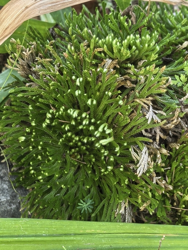 Selaginella involvens observed 2026-09-14
