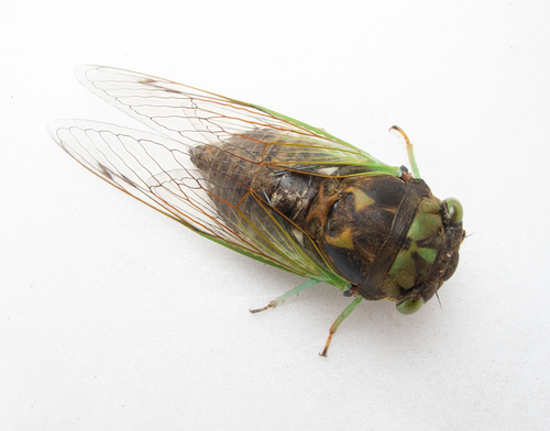 Swamp Cicada