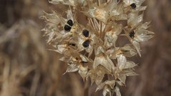 Allium marvinii