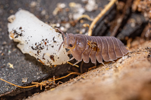 Little Sea Pill Woodlouse