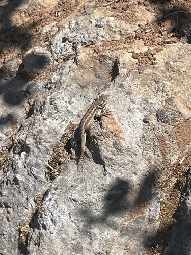 Western Fence Lizard