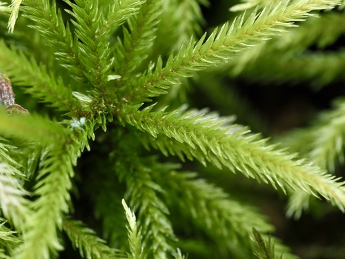 Climacium americanum observed 2026-09-14