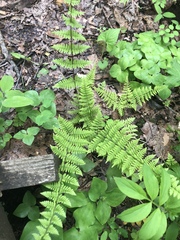 Cystopteris bulbifera