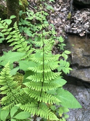 Cystopteris bulbifera