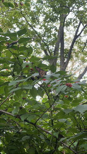 Monarch