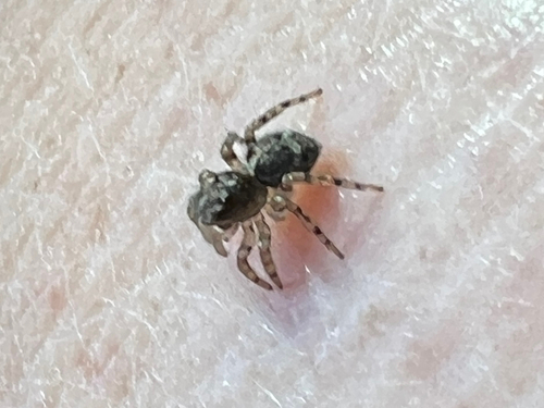 flea jumping spider