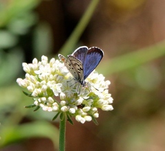 Euphilotes bernardino