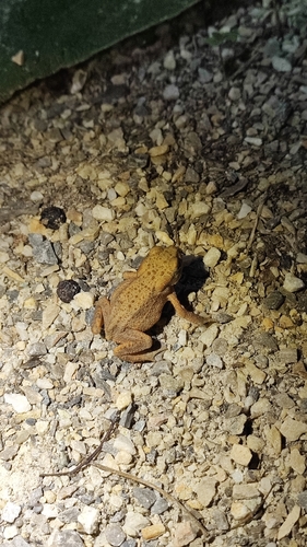 European Toad