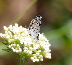 Euphilotes bernardino