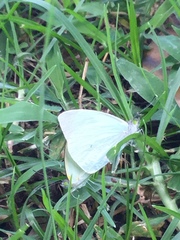 Leptophobia