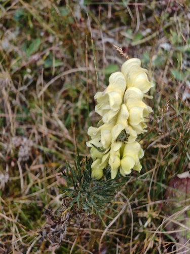 Yellow monkshood (Aconitum anthora)
