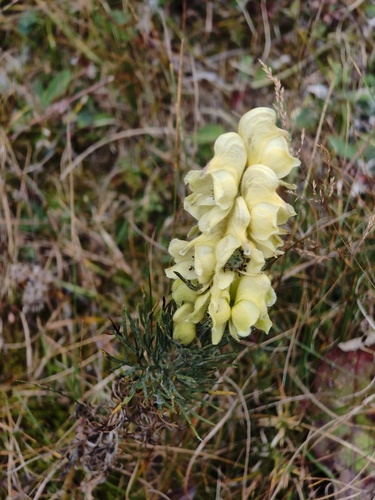 Aconitum anthora, photograph 3