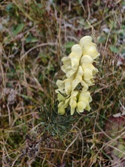 (c) xulescu_g, some rights reserved (CC BY-SA) Aconitum anthora, photograph (c) xulescu_g, some rights reserved (CC BY-SA)