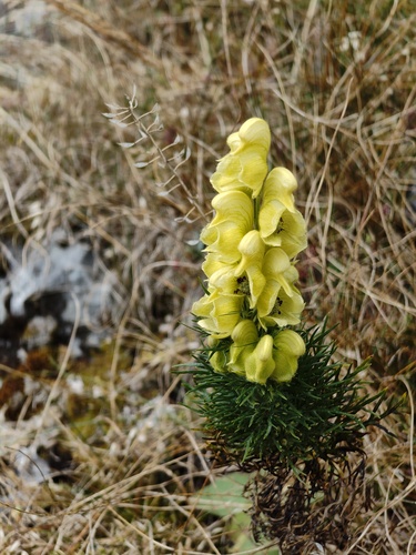 Aconitum anthora