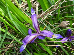 Iris graminea