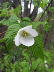 Rhodotypos scandens