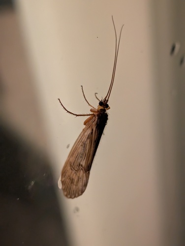 Halesus radiatus
