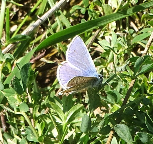 Common Blue photo 4