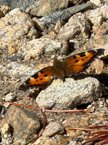 iNaturalist observation photo of California Tortoiseshell