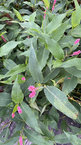 water smartweed