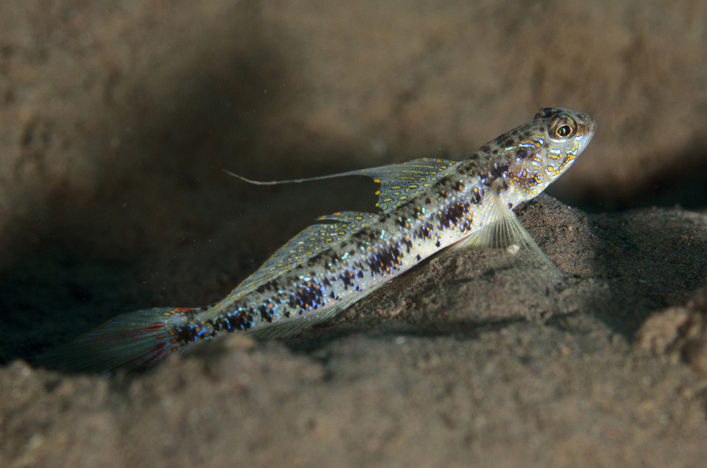 Yellowfoot Shrimpgoby