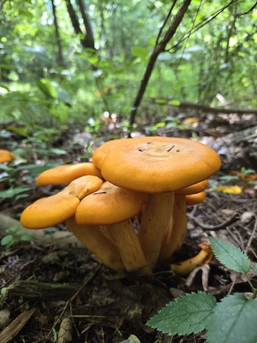 Eastern American jack-o'-lantern