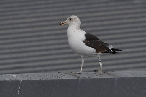 Gaviota cocinera (Larus dominicanus)