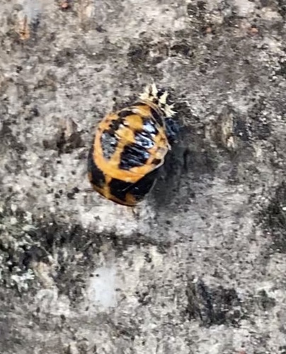 Asian Lady Beetle