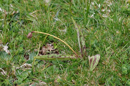 Erythronium dens-canis, photograph 1