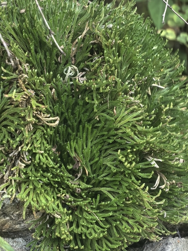 Selaginella involvens observed 2026-09-14