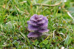 Ajuga pyramidalis, photograph (c) Barry Stewart, some rights reserved (CC BY)